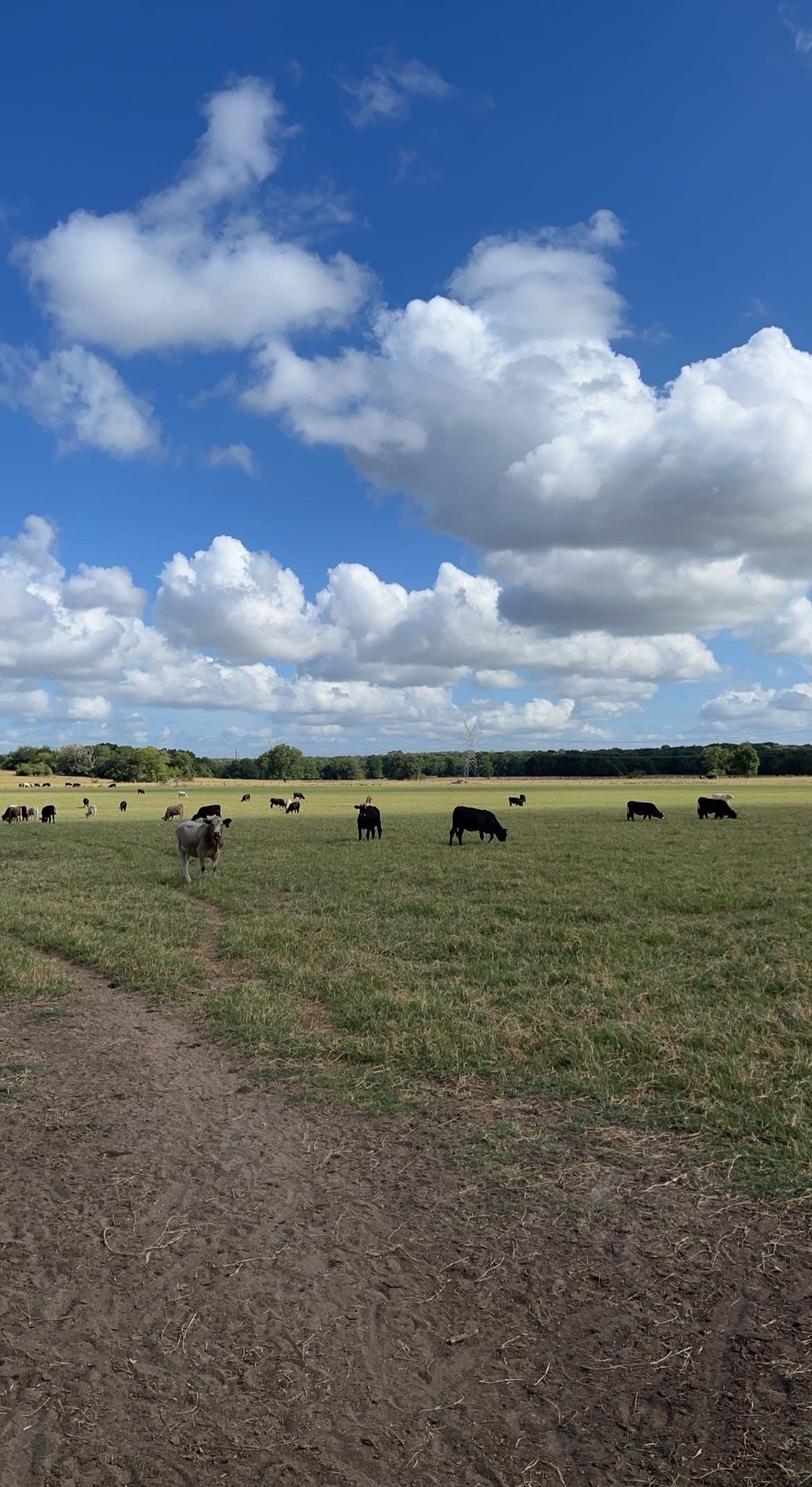 Whole Cow Deposit